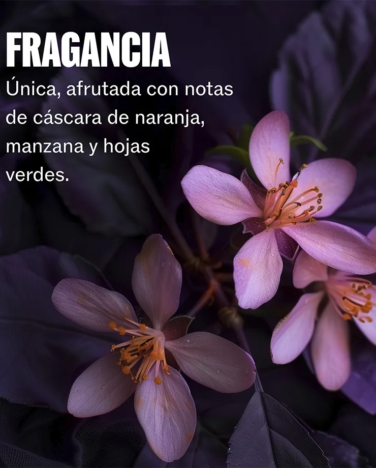 Acondicionador Wella Ultimate Color - Imagen 4